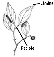 hoja