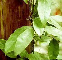 hoja