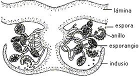 indusio