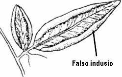 indusio falso
