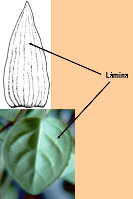 lamina