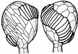 leptosporangio