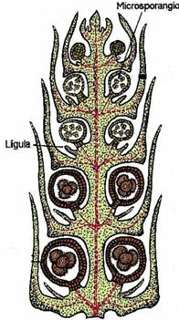 ligula