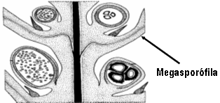 megasporofila