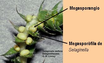 megasporofila
