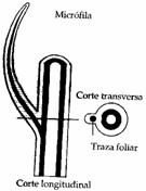 microfila
