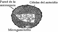 microgametofito