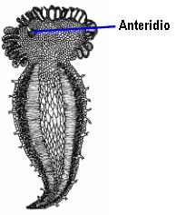 microgametofito