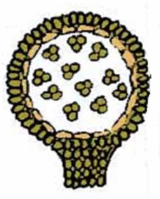 microsporangio