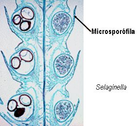 microsporofila