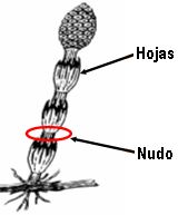 nudo
