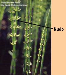 nudo