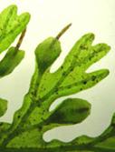 papiraceo