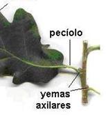 peciolo