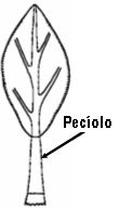 peciolo