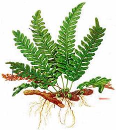 pteridofita