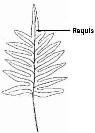 raquis
