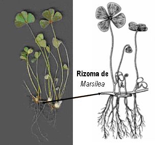 rizoma