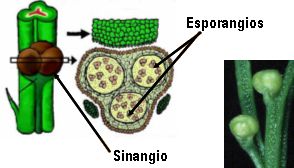sinangio