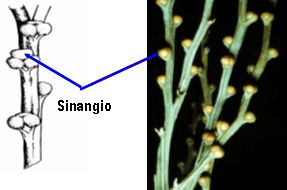 sinangio