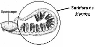 soroforo
