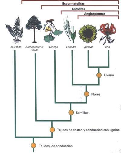 traqueofita