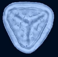 trilete