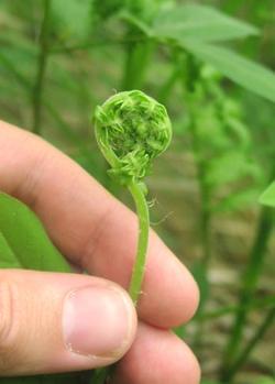 vernacion circinada