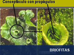 Briofitas